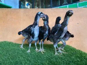 VVIP 5 EKOR tulangan top F1 HONGDAM/BLACK SWAN lock brakot brutal(BERVIDIO) SOLD OUT