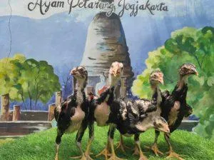 5 EKOR MANEDAENG X BLACK BULL tulangan super top(BERVIDIO)(SOLD OUT)
