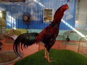 WIN 2X “PASCA MABUNG”(seperti ayam muda)MANEDAENG X ANJING GILA 01 pukulanya sakit dan merusak(BERVIDIO) SOLD OUT