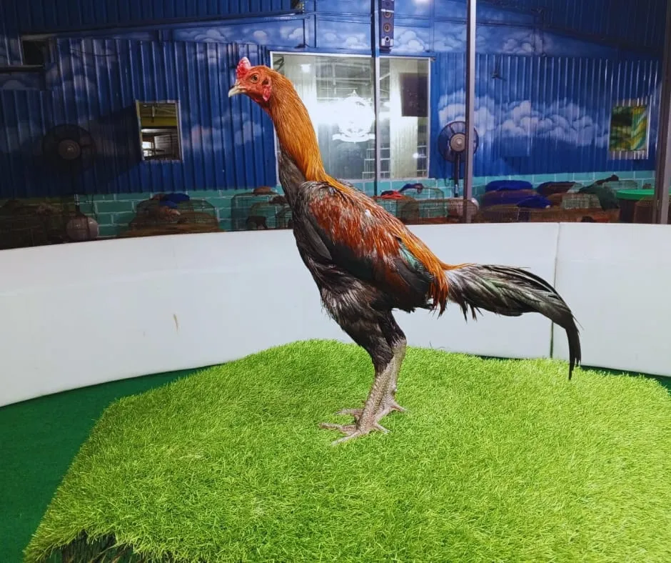 "TURUN BOX"IQ LINE SI MACHINE MUDA X BETINA BRANTAS obat ayam tekhnik(BERVIDIO) SOLD OUT