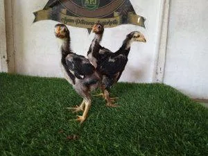 3 EKOR F1 VIETNAM X BETINA BANTENG pukulan dan daya tahan istimewa(BERVIDIO)(SOLD OUT)