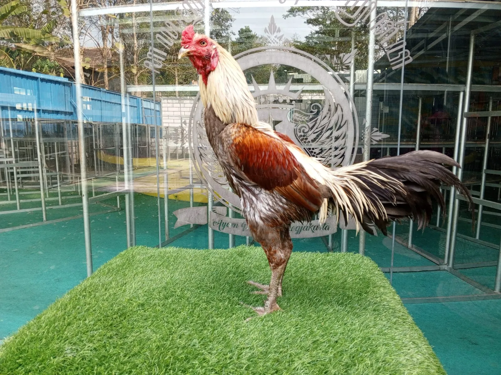 3X TEST TIPIS2 SI PUKULAN K.O CUCU YOOKERE (BLOODLINE KOWSEM GO FARM)PART 01(BERVIDIO) SOLD OUT 