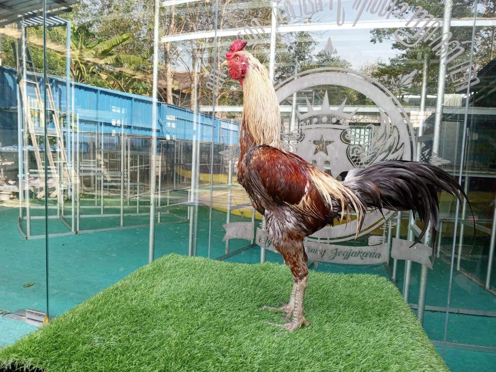 "TURUN BOX"CUCU YOOKEREE (BLOODLINE KOWSEM GO FARM)PART 02 goyanganya istimewa,pukulan k.o/ANTI LOCK DAN TEKHNIK(BERVIDIO) SOLD OUT 