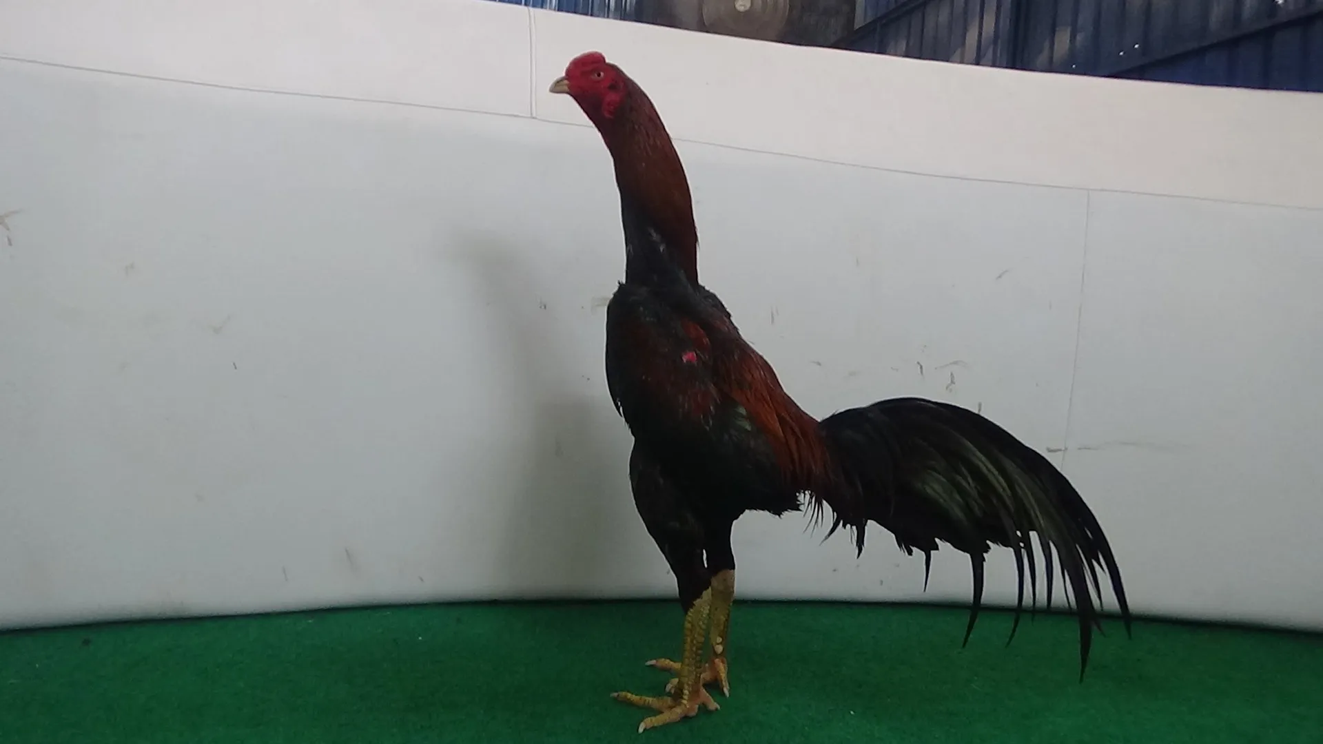 3X TEST LOT ARJUNA X BETINA PANSER pukulanya mewah kerjanya super rapet dan kunci(BERVIDIO) SOLD OUT