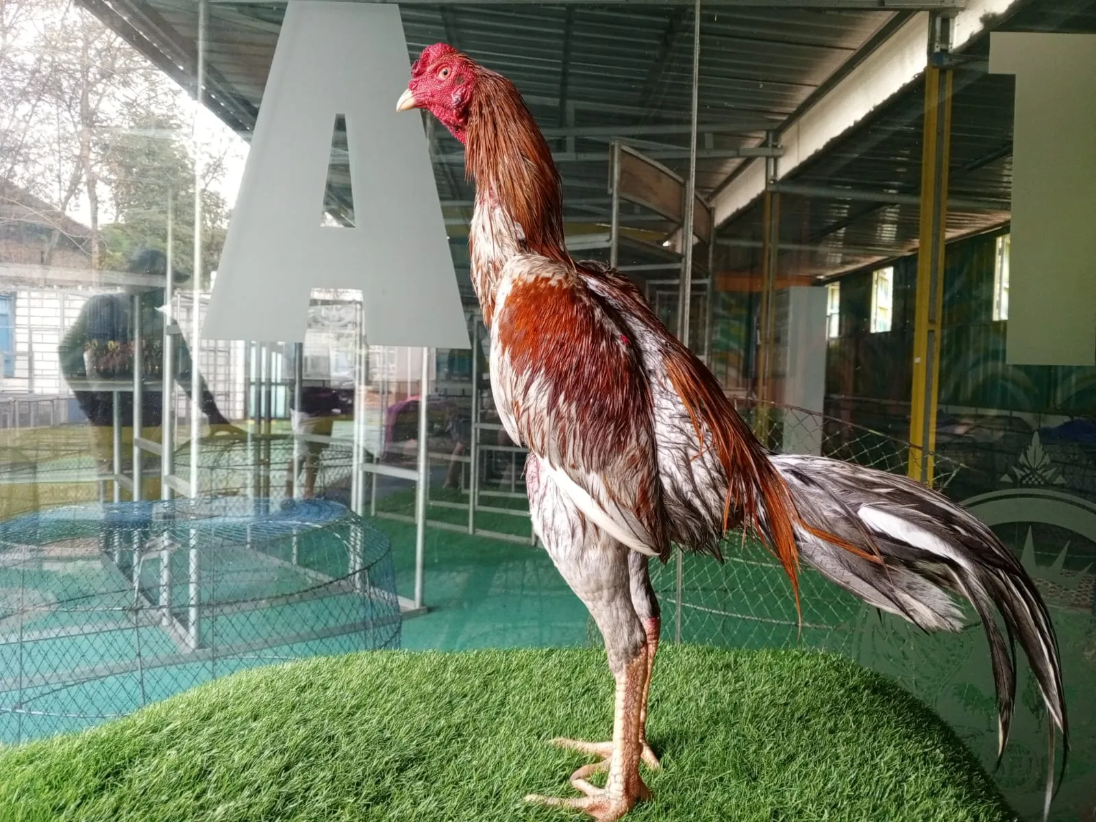 "TURUN BOX:SADAM (OLAN FARM) X BETINA GARUDA andalan pukulan (BERVIDIO) SOLD OUT