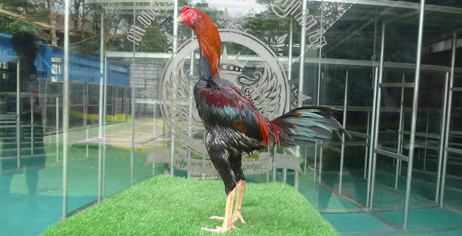 "TURUN BOX"ARJUNA X ANJING GILA 7,5 BULAN PART 08 full lock (BERVIDIO) SOLD OUT