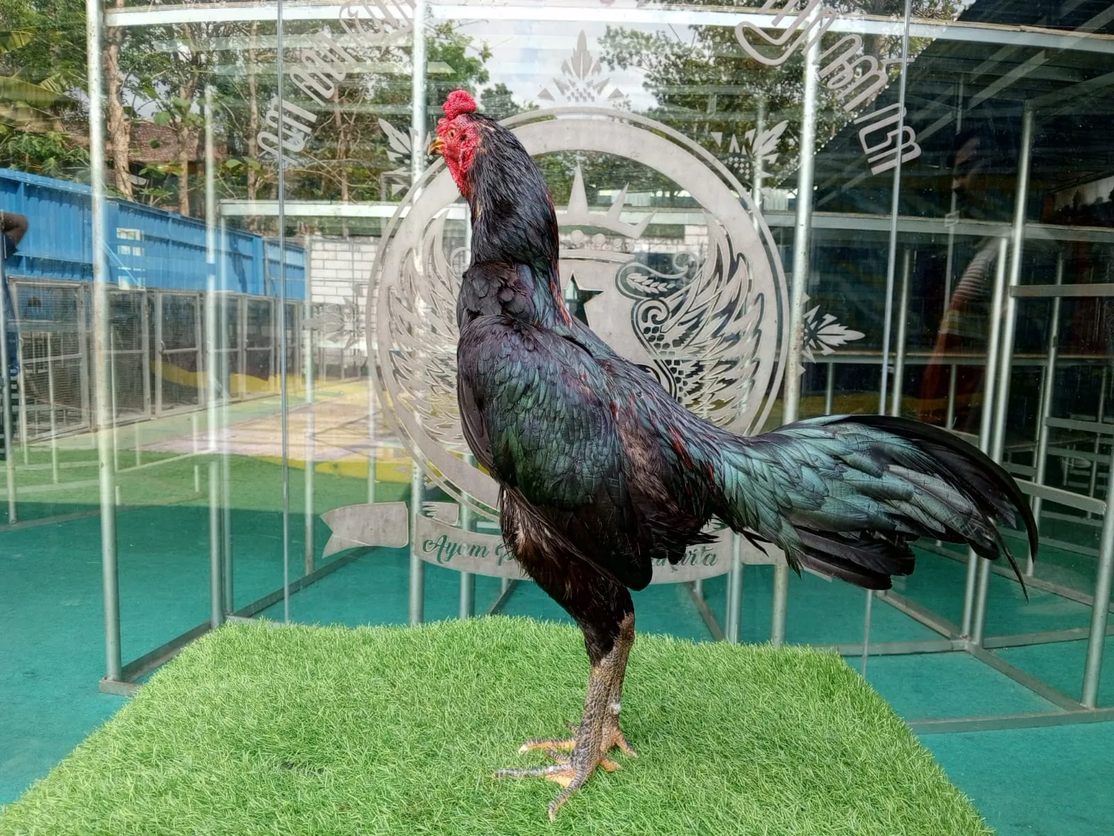 "TURUN BOX"UBED FULL AKURAT F1  BLACK BULL BLOODLINE PRANBHURI FARM(BERVIDIO) SOLD OUT 