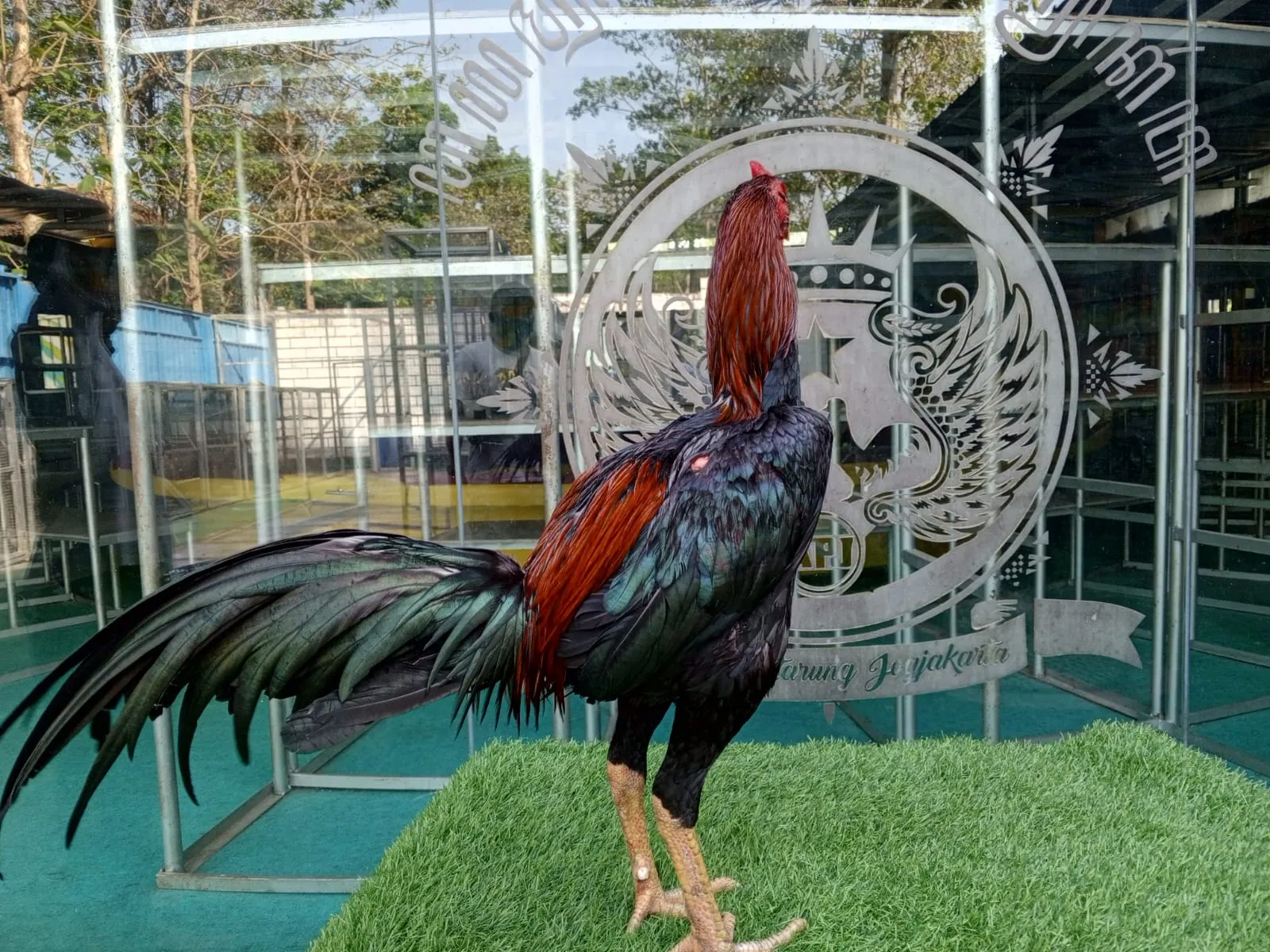 "TURUN BOX"ANJING GILA X MANEDAENG JUNIOR PART 02 lock brakot(BERVIDIO) SOLD OUT
