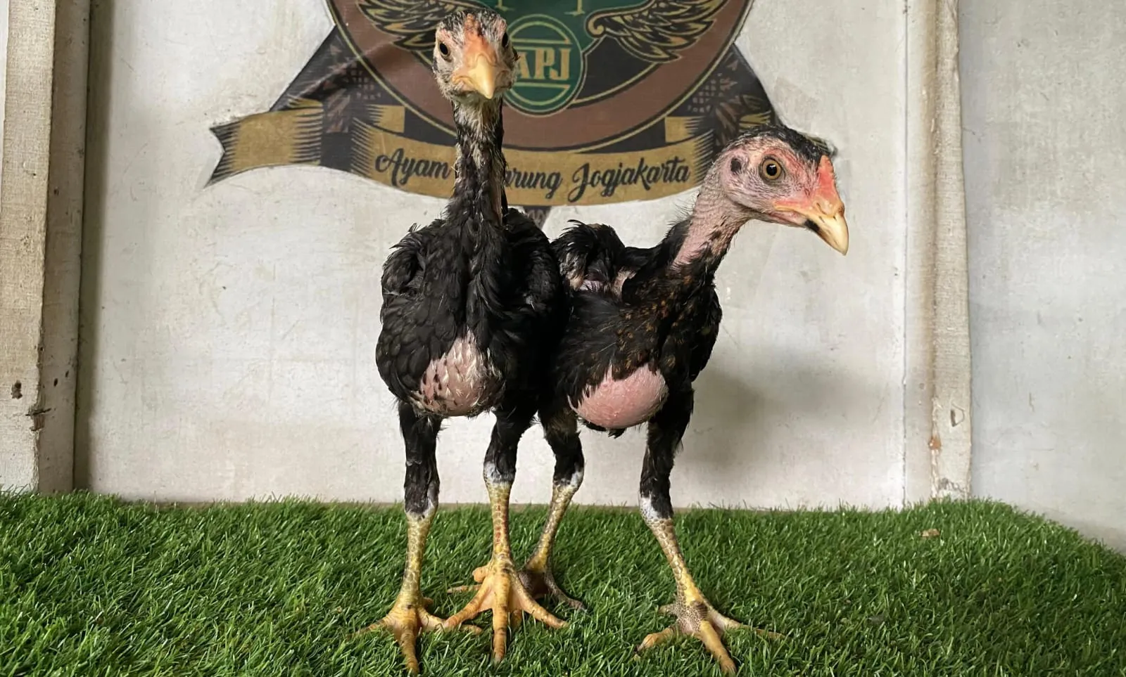 SEPASANG ISTIMEWA JANTAN (BLACKBULL X MANEDAENG) & BETINA (GARAGA X GREY SNAKE) 2 DARAH PAKHOEY (BERVIDIO) SOLD OUT