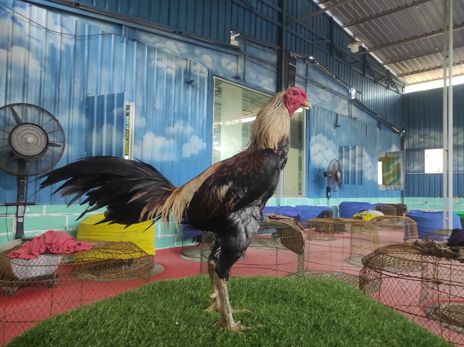 "PASCA MABUNG PERTAMA" 5X WIN SUPER MARATHON VALENTINA ROSI SENIOR X BETINA IMPORT MR NONG JIN FARM/AYUTHAYA (BERVIDIO) SOLD OUT 