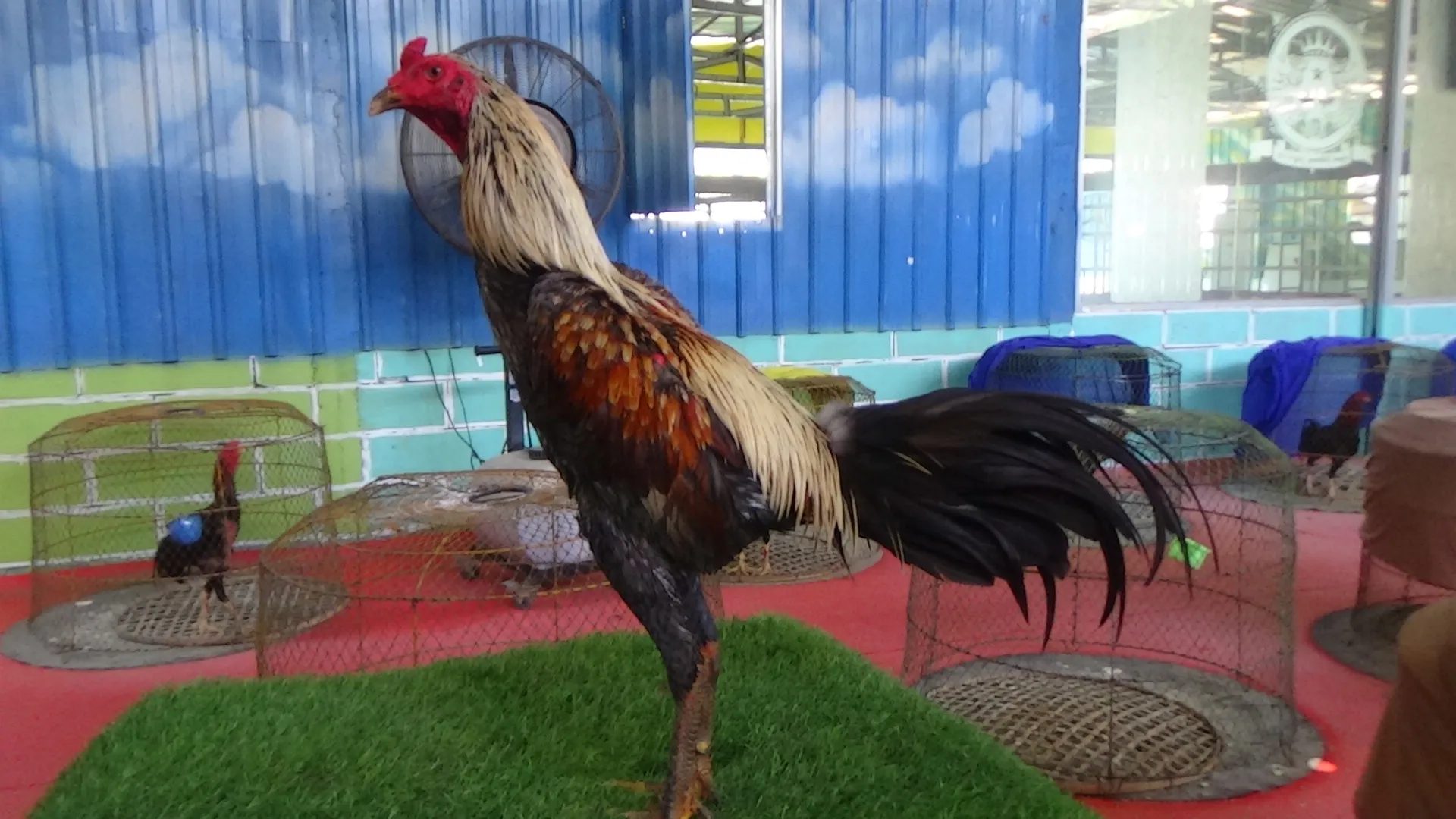 4X TEST TIPIS2 PUKULAN AKURAT CUCU YOOKERE (BLOODLINE KOWSEM GO FARM)obat ayam ngelock ,tekhnik dan brakot(BERVIDIO)(SOLD OUT)