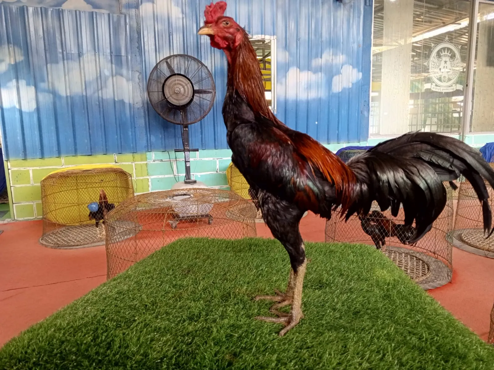 "VVIP 2X TEST"PAMMA MALLOW F1 IMPORT NONG JIN FARM (AYUTHAYA) X BETINA SANKOEN MESSUWAN FARM akurasi pukulanya tanpa obat(BERVIDIO) SOLD OUT