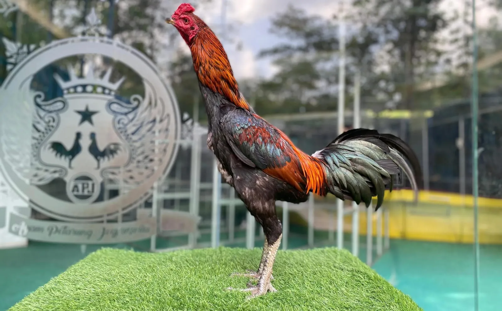 3X TEST ANAK SI BRANTAS X BETINA SI COPET PAMMA ISTIMEWA"OBAT AYAM TEKHNIK & AYAM LOCK "(BERVIDIO)SOLD OUT