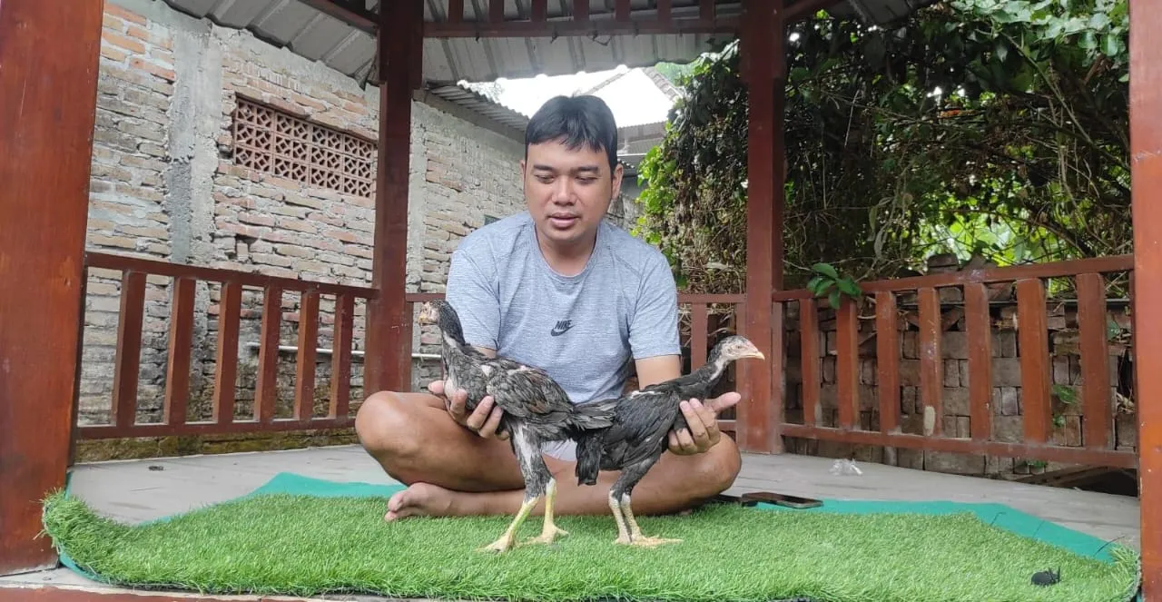 SEPASANG JANTAN (SADAM OLAN FARM) & BETINA( MANEDAENG  X BELUT OLI)(BERVIDIO)(SOLD OUT)