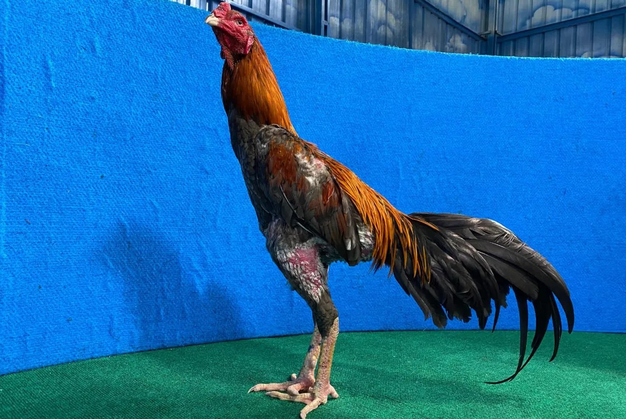 WIN 1X ANAK SADAM(IMPORT OLAN FARM) X GARUDA SENIOR  leher tanpa tulang(BERVIDIO) SOLD OUT