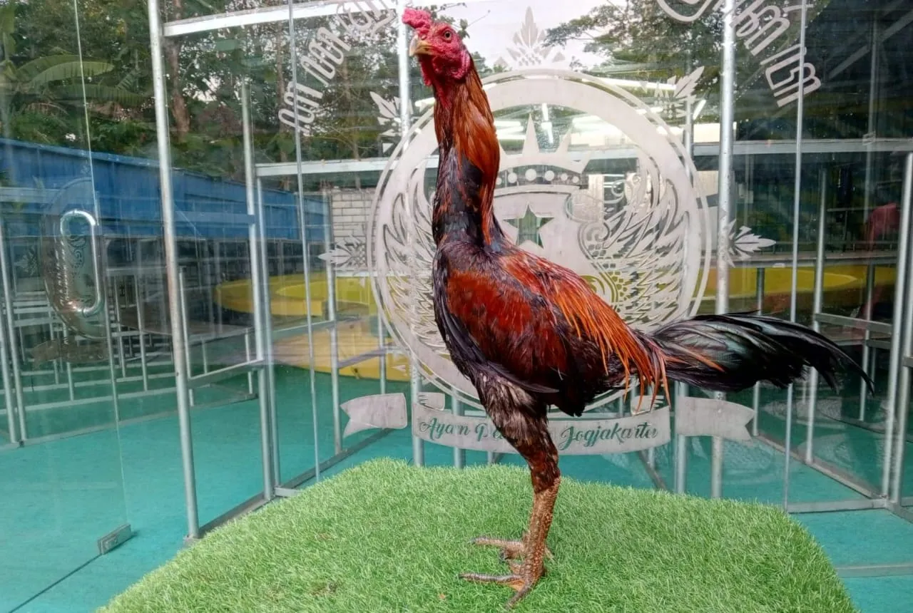 "TURUN BOX"BRANTAS X CUCU PHINPET (KOWSEM GO FARM)anti lock AKURASI ISTIMEWA(BERVIDIO) SOLD OUT 