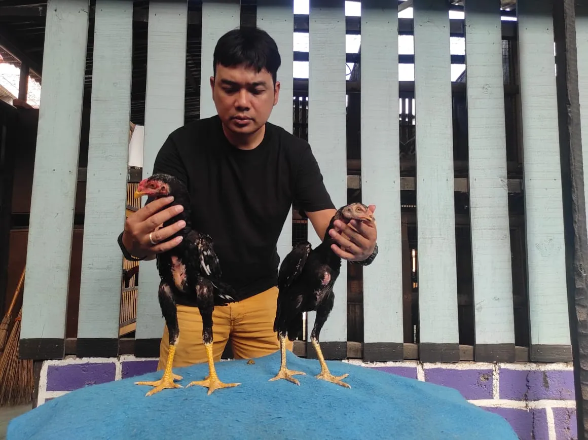 SEPASANG PAKHOEY JANTAN(BLACK BULL X MAHARAJA) & BETINA (MANEDAENG)(BERVIDIO) SOLD OUT 