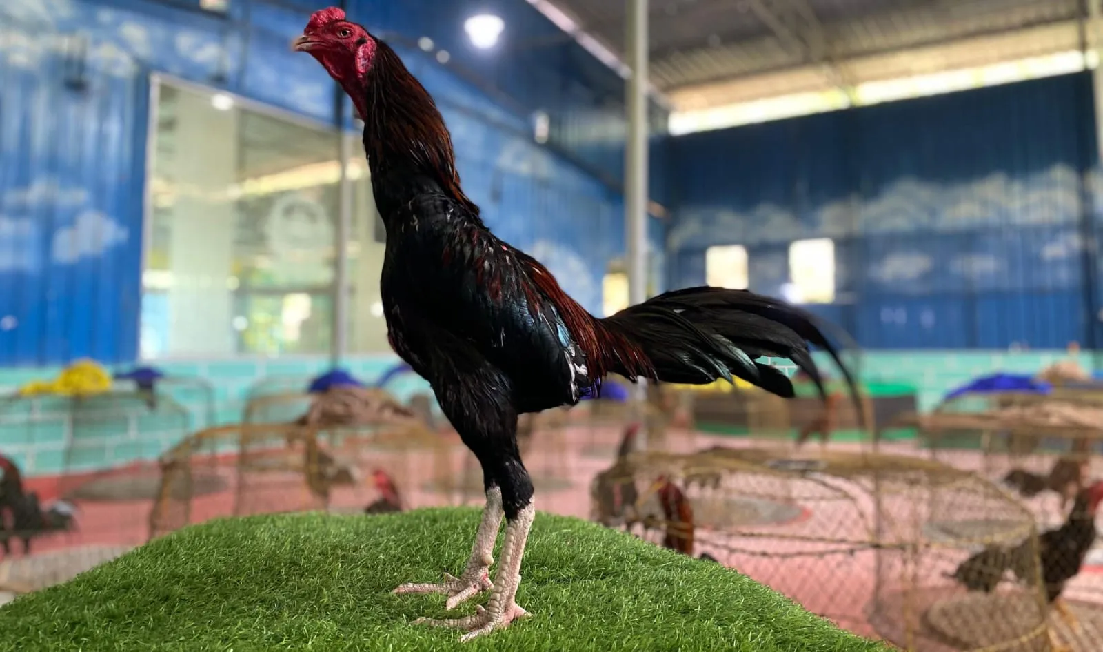 "TURUN BOX"VVIP GARANSI KUALITAS PUKULAN SUPER DUPER ANNAK SI PETIR X BETINA KAPAL SELAM (pukulan 2x ayam normal)(BERVIDIO)(SOLD OUT)