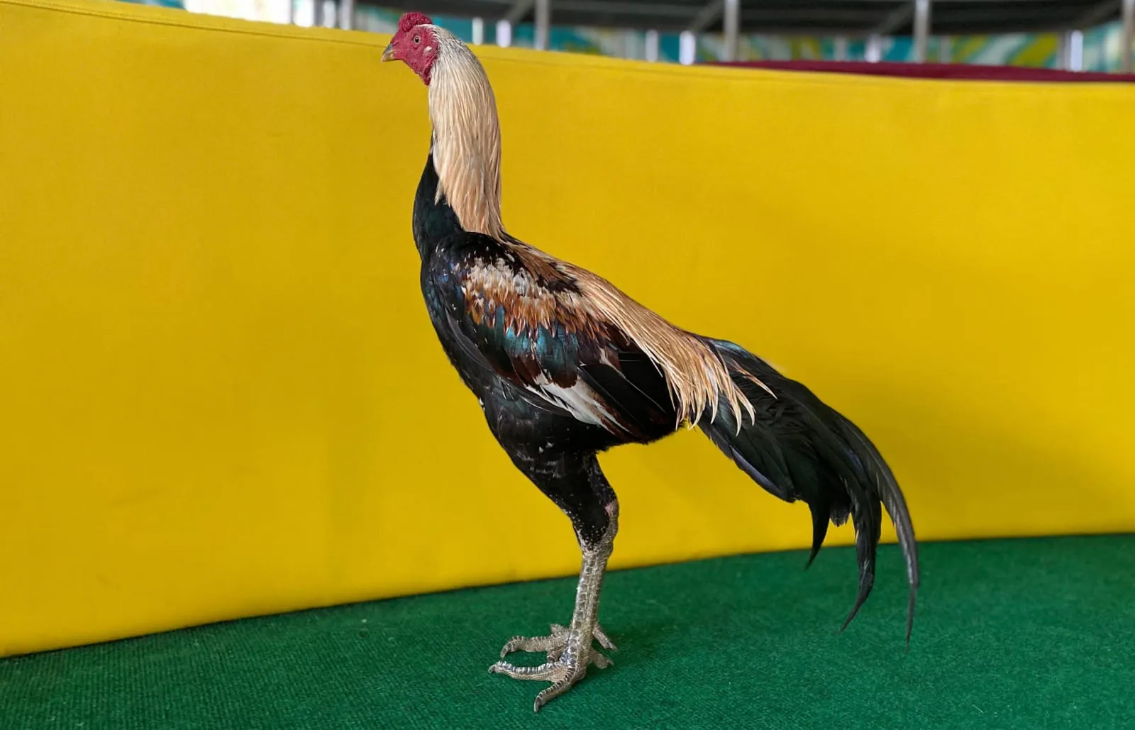 2X TEST CUCU PINPHET (KOWSEM GO FARM) X BETINA KETAPEL (TRAH DI PAKAI MAIN DI THAI) (BERVIDIO)(SOLD OUT)