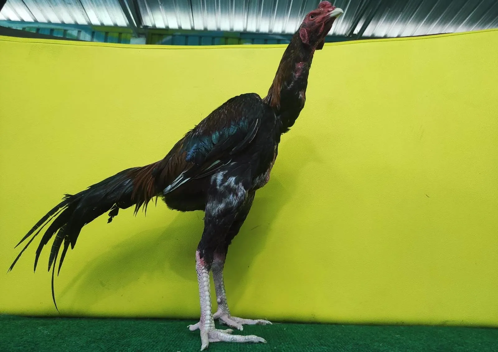 1X WIN TINGGAL PAKAI TARUNG "CAKRA X BETINA PANSER"AYAM PUKULAN SUPER DOR (BERVIDIO)(SOLD OUT)