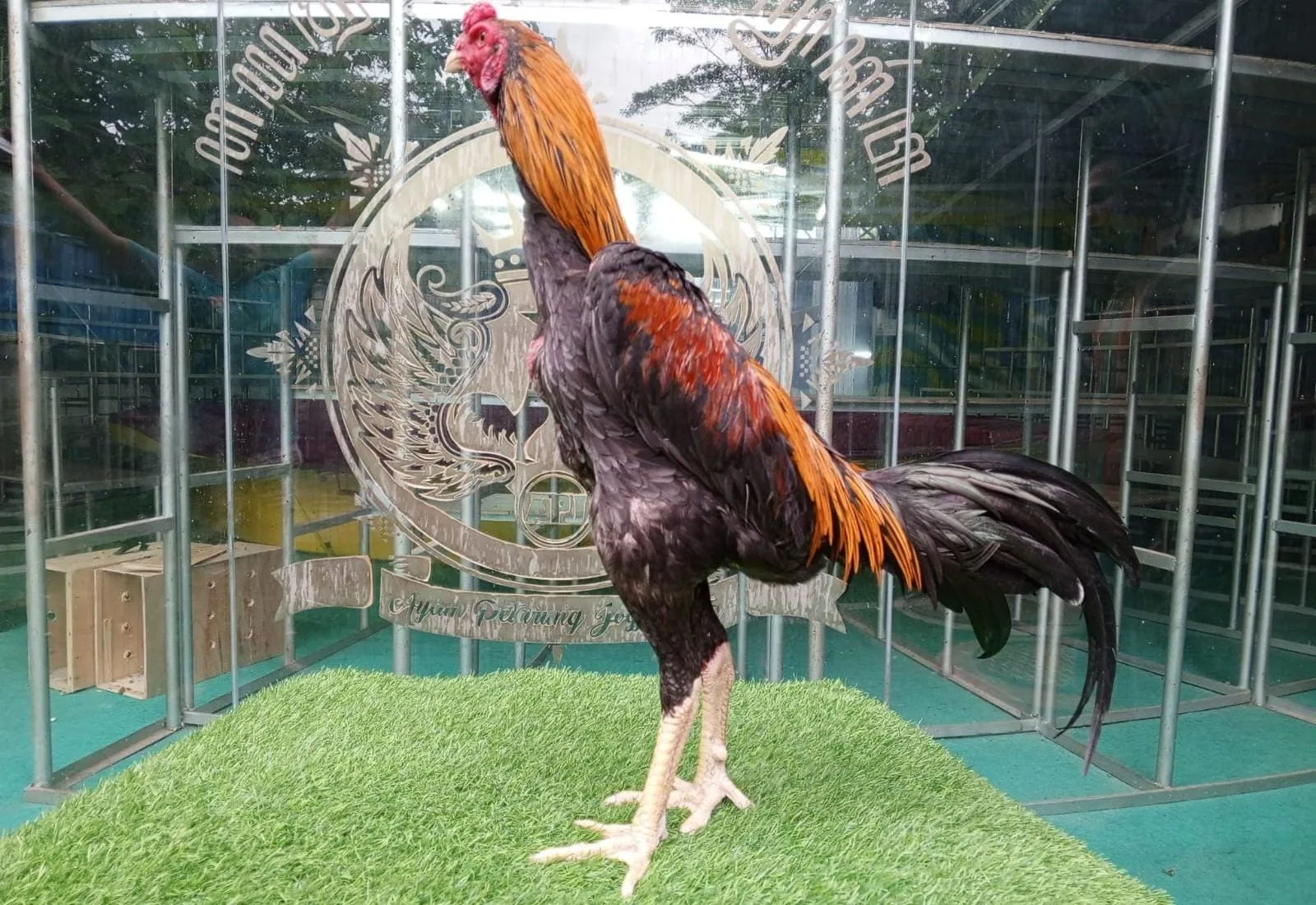 "TURUN BOX "ARJUNA X SUPER SONIC "KERJANYA MEWAH"pukulan jadi(BERVIDIO) SOLD OUT 