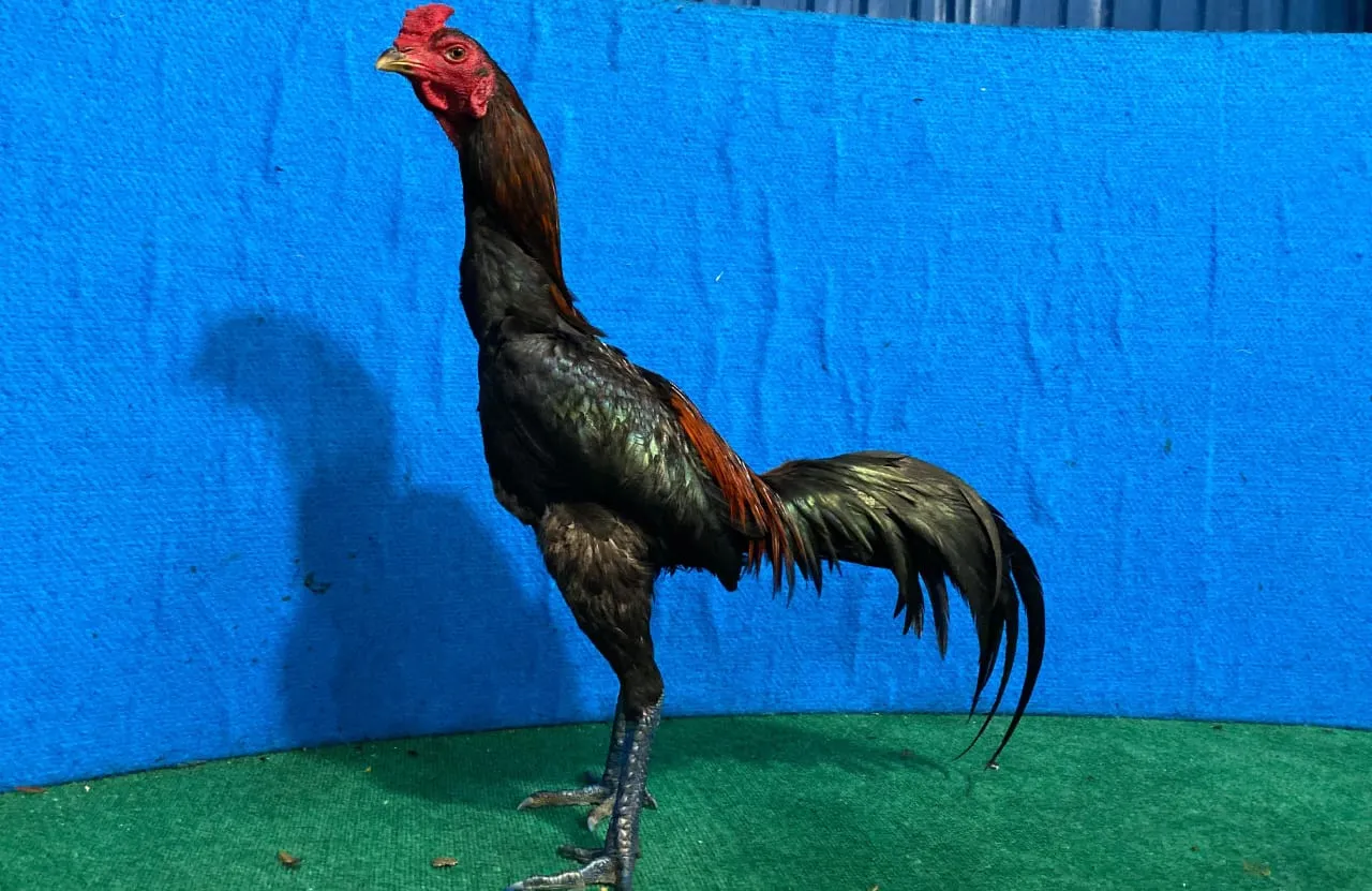 3X TEST "CUCU PINPHET X BETINA BRANTAS"AYAM RAJIN PUKUL "JILINK"(BERVIDIO) SOLD OUT 