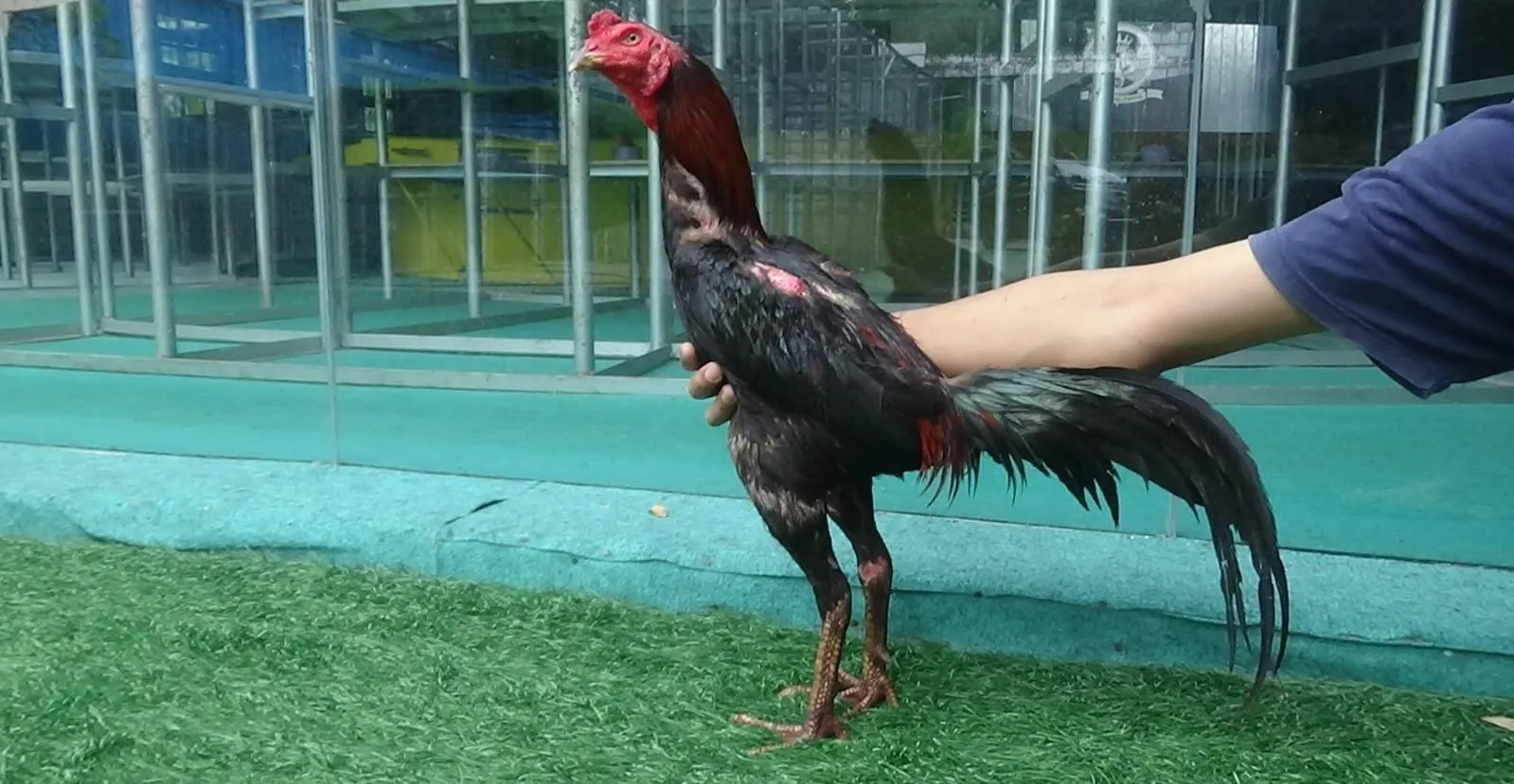 PELATIH/GURU SI MENIT GEN 8 super jalu,3X WIN tinggal turun aja (2X BERVIDIO) SOLD OUT 