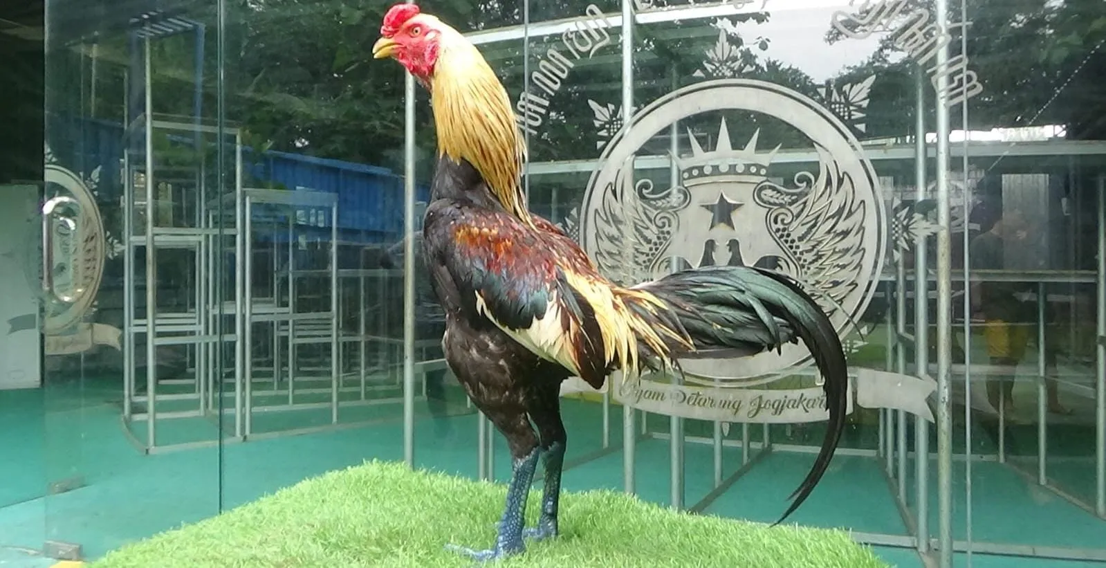 "2X TEST"KETAPEL X BETINA IMPORT (NONG JIN FARM AYUTHAYA)super marathon super kebut(BERVIDIO) SOLD OUT 