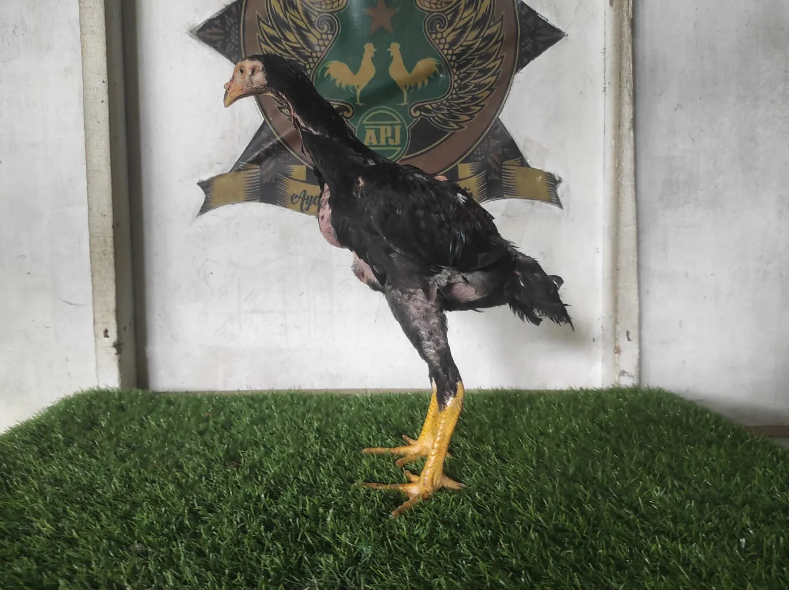 4 BULAN MANEDAENG BLOODLINE X BETINA BOOMBER lock brakot (BERVIDIO) SOLD OUT 