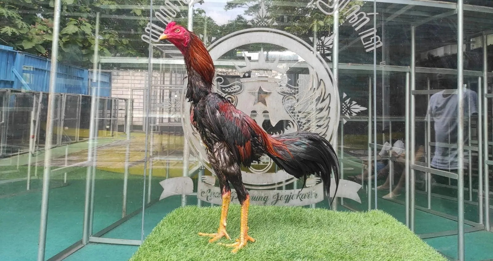 3X TEST TIPIS2 "MARATHON "FULL KEBUT ROSI X BETINA COPET PART 06 obat ayam lock ,ayam tekhnik dan khoey(2X BERVIDIO) SOLD OUT 