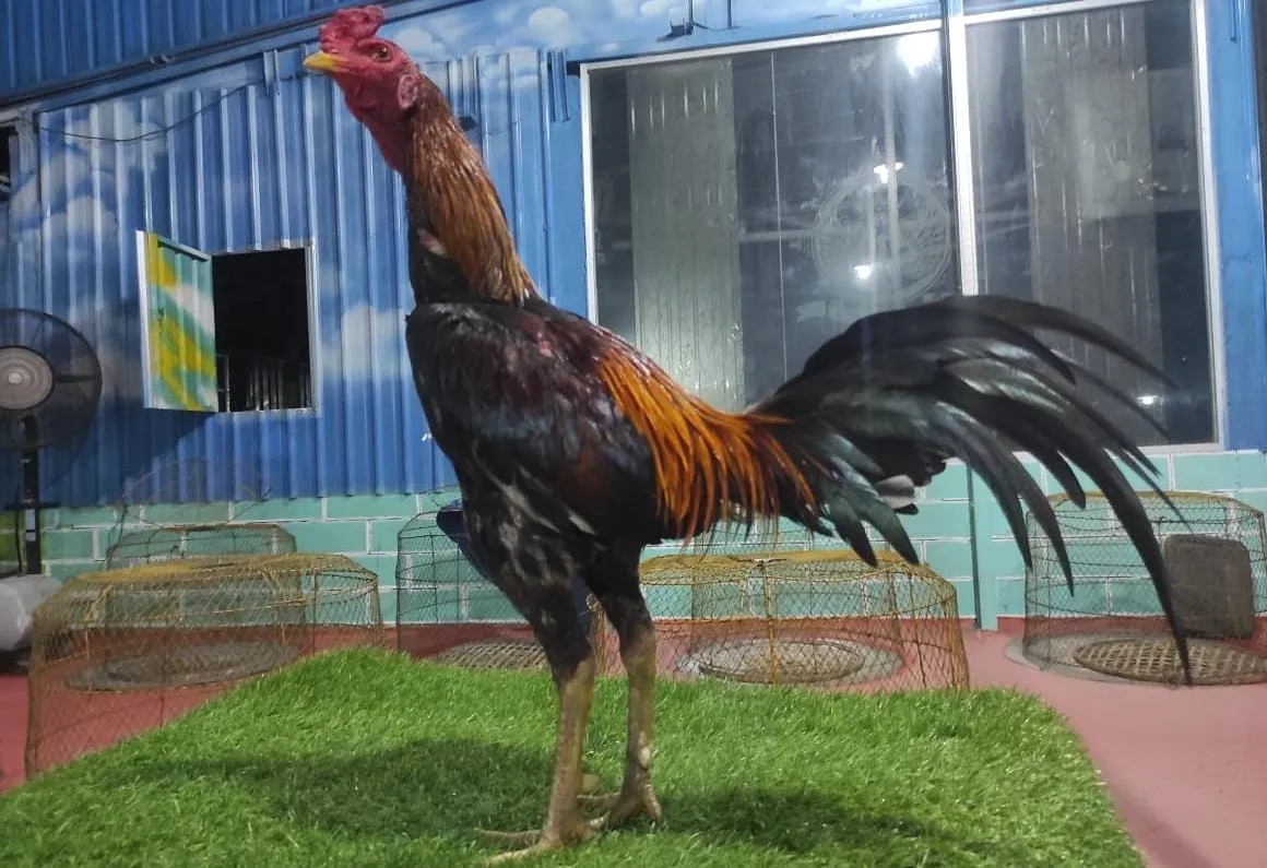 "TURUN BOX"SUPER MARATHON ROSI X COPET PART 06 obat ayam pakhoey dan tekhnik(BERVIDIO) SOLD OUT