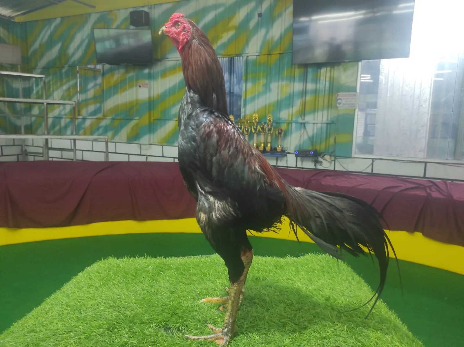 "VVIP KOLEKSIAN" HONGDAM BLACK SWAN X BETINA CAKAR SETAN (BERVIDIO)(SOLD OUT) 