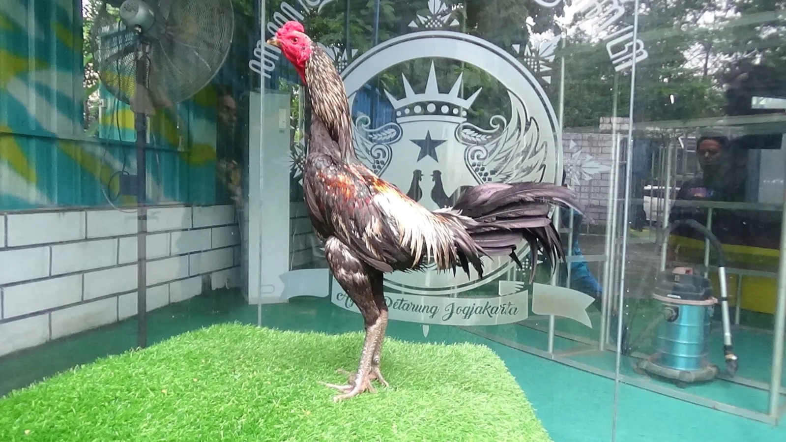 'VVIP TURUN BOX" SANKUN (MR SWAN FARM) X BETINA KETAPEL MENTAL SUDAH FULL 100% (BERVIDIO) (SOLD OUT)