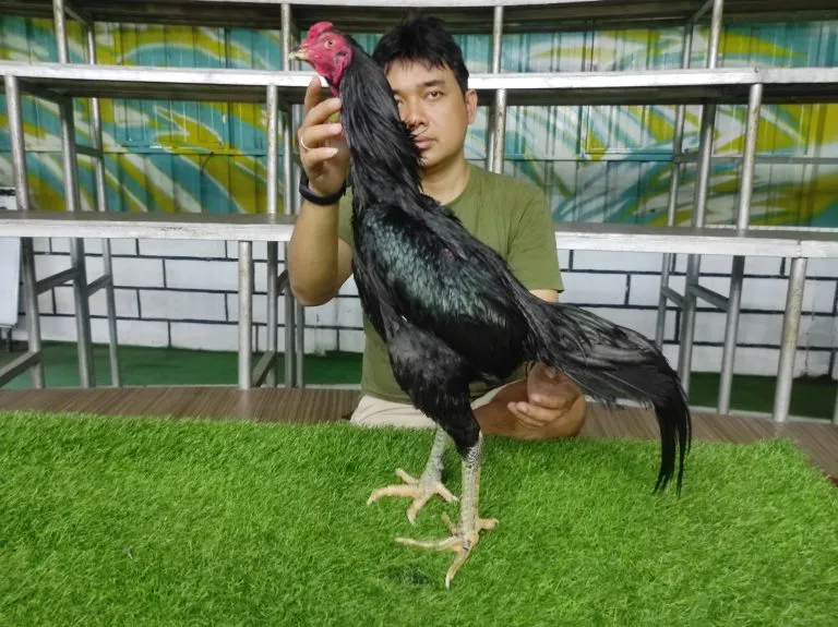 IMPORT 1 MR ADHISAK PRA-SURT FARM SALAYA DISTRICT (NAKHOEM PATHOEM)(BERVIDIO) SOLD OUT