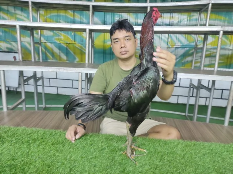 IMPORT 03 MR ADHISAK PRA-SURT FARM SALAYA DISTRICT (NAKHOEM PATHOEM)(BERVIDIO)(SOLD OUT)