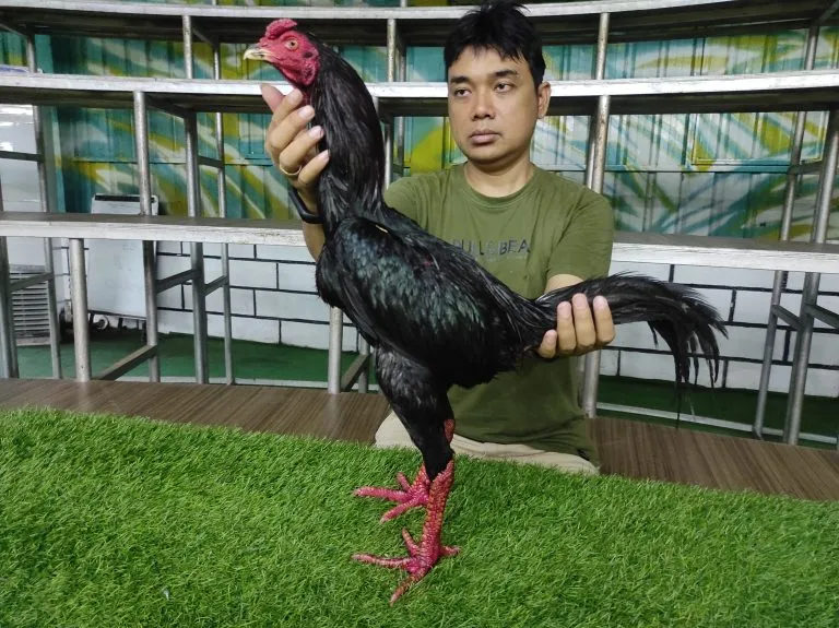 IMPORT 2 MR ADHISAK PRA-SURT FARM SALAYA DISTRICT (NAKHOEM PATHOEM)(BERVIDIO)(SOLD OUT)