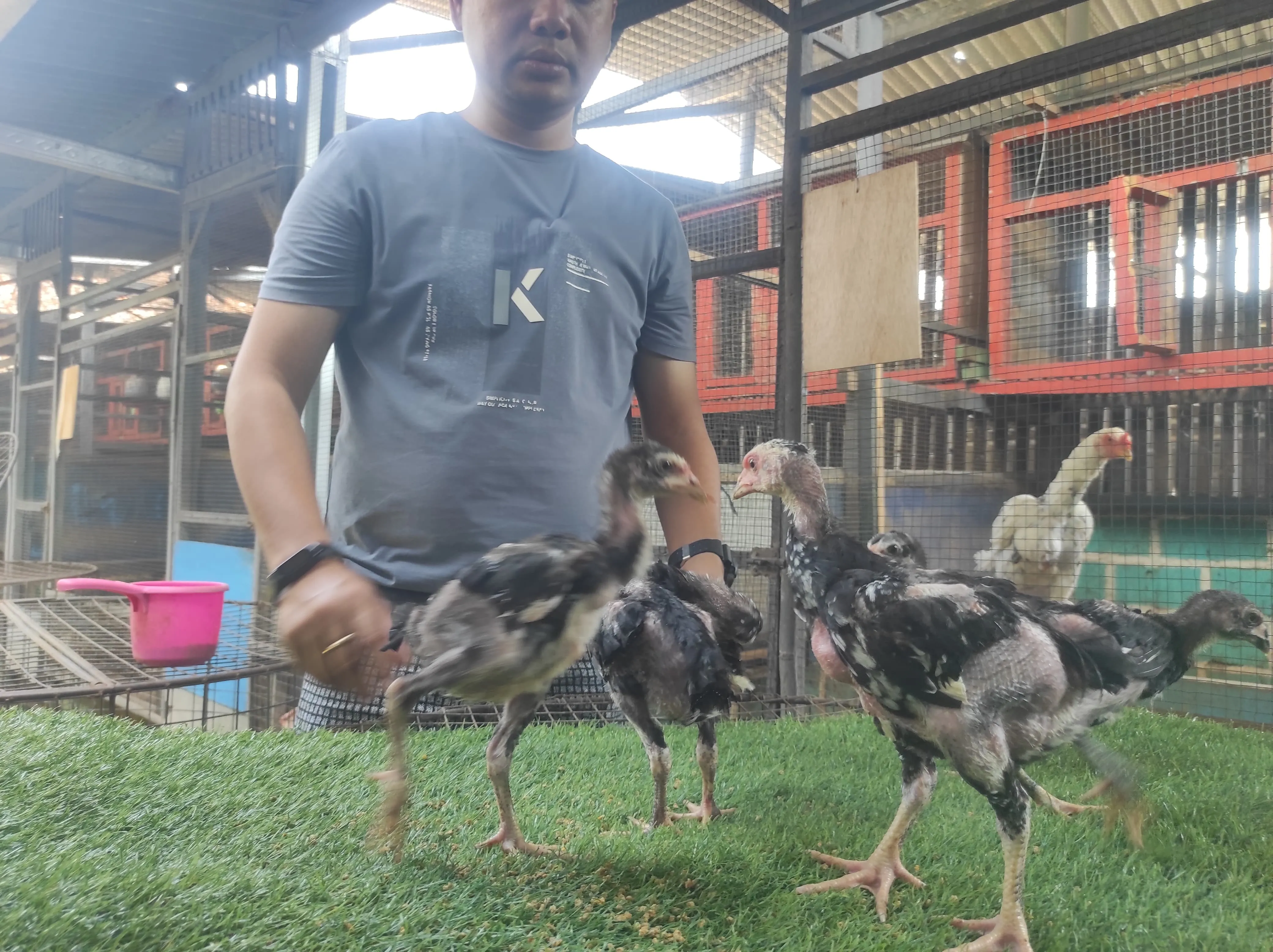 lock brakot brutal 5 EKOR MANEDAENG X BLACK BULL calon super vvip(BERVIDIO) SOLD OUT 