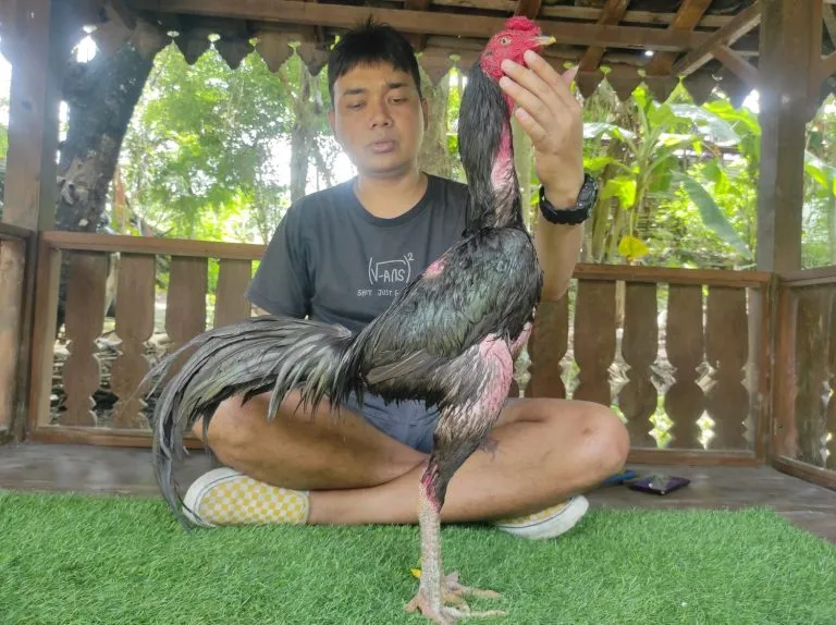 2X WIN TINGGAL PAKAI “super jalu super brakot”BLACK BULL RONIN X BETINA ANJING GILA (BERVIDIO) SOLD OUT 