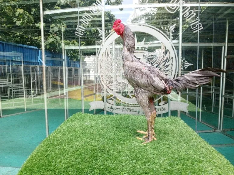 “TULANGAN KASAR”MARATHON PUKULAN BOBOT 3X AYAM,” SANKOEN (MESSUWAN FARM) X BETINA KETAPEL PART 030″ obat khoey,tekhnik dan lock PART 01(BERVIDIO)(SOLD OUT)