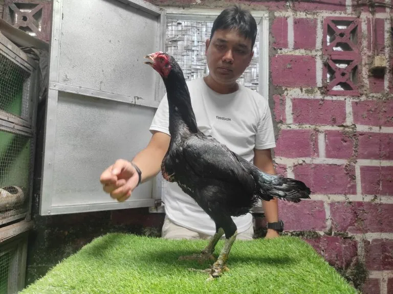 JALAN produksi 5x “BETINA IMPORT”PATARACHAI FARM THAILAND DARAH BLACKBULL MR. TELEEK(PRANBURI FARM)(BERVIDIO) SOLD OUT 