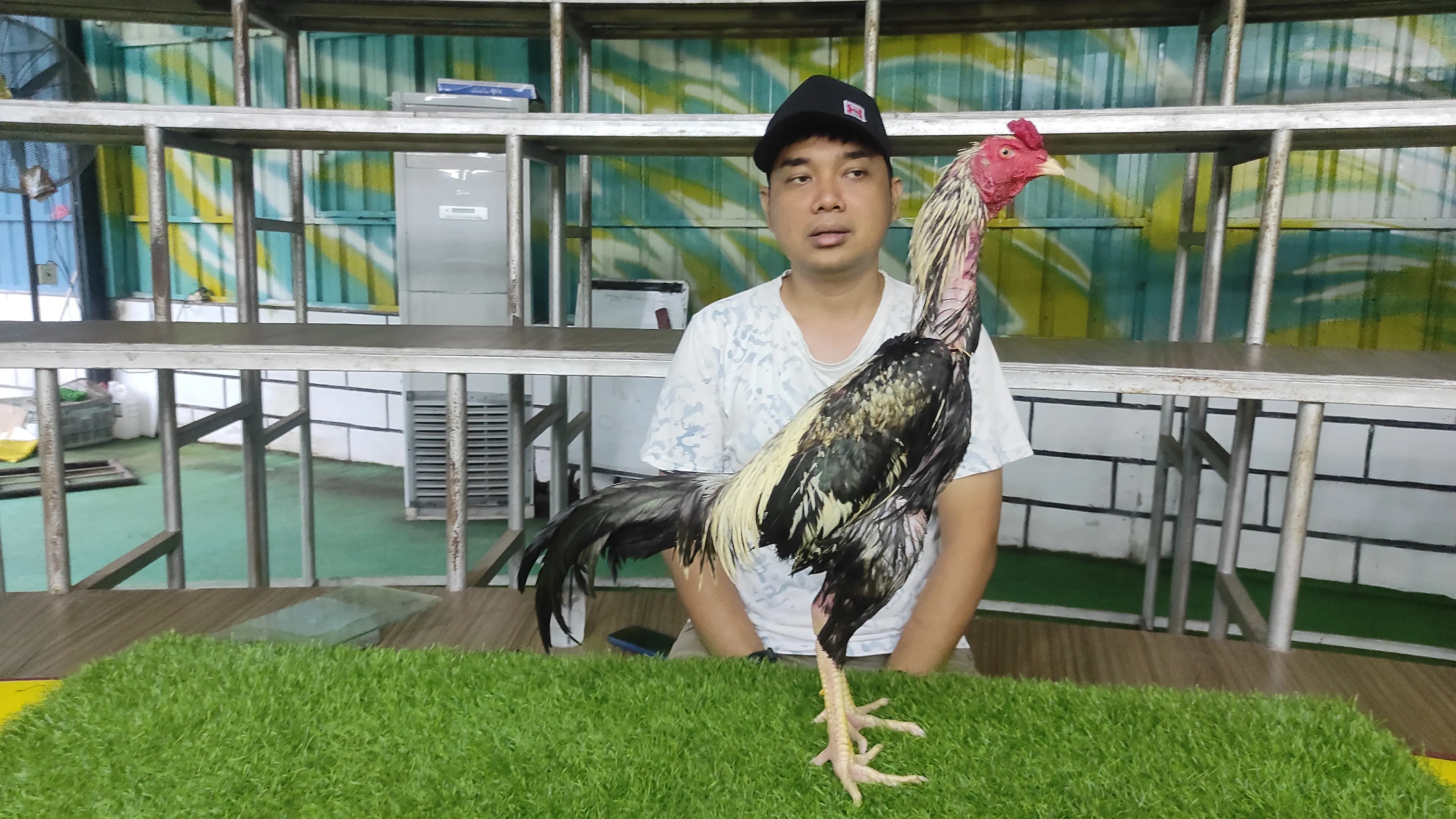 5X TEST SUDAH JADI “KETAPEL IQ LINE X SANKOEN (MR BIRD MESSUWAN FARM)jalunya ganas(BERVIDIO) SOLD OUT