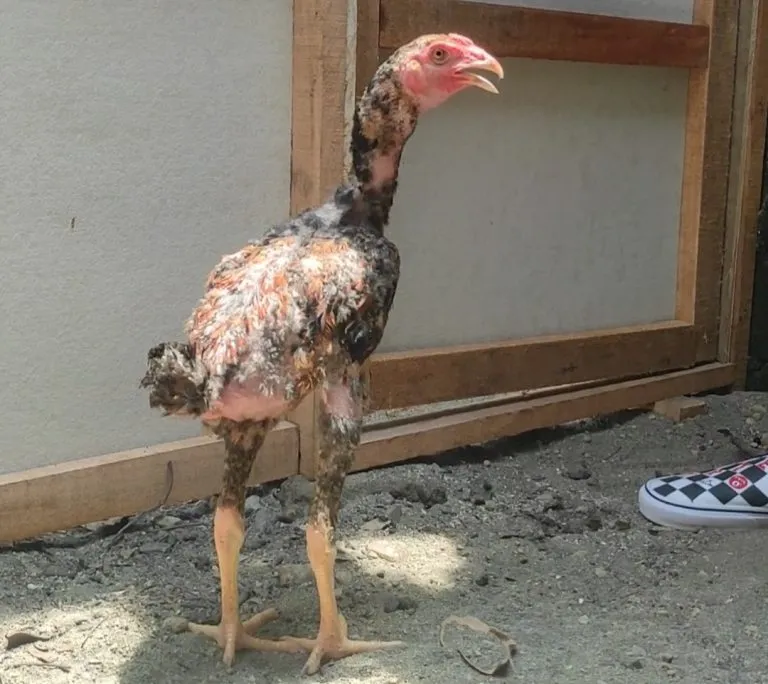 SEPASANG tinggal breading(dua pakoy) JANTAN (RED JAPAN) & BETINA (GARAGA X GREY SNAKE)(BERVIDIO) SOLD OUT 
