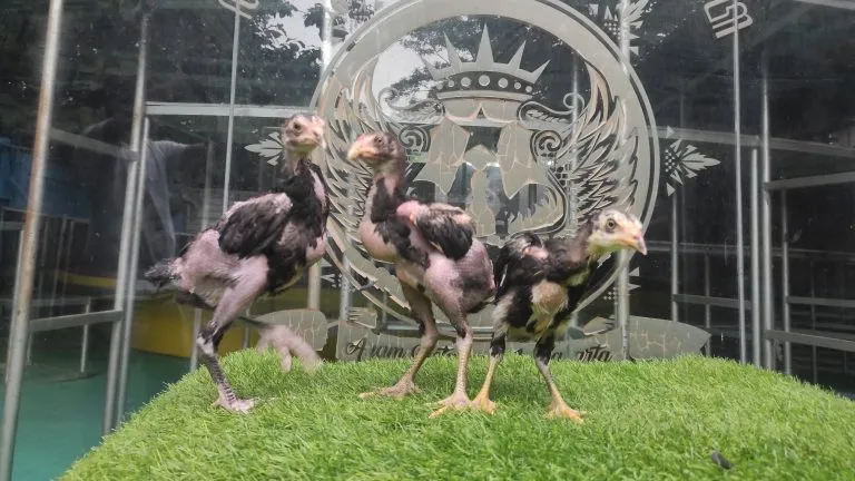 3 EKOR HONGDAM(BLACK SWAN) X BETINA BLACK BULL RONIN (MR MANOPH PHOTENG)(BERVIDIO) SOLD OUT
