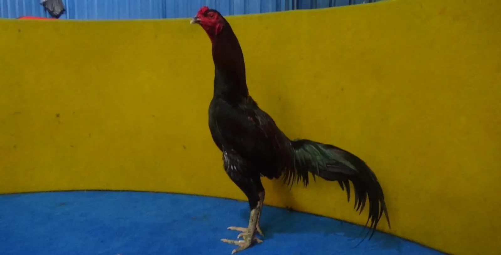 3X TEST F1 ASWINDAM (MR MANOPH PHOTENG,SAMEAW FARM)semi drum(BERVIDIO) SOLD OUT 