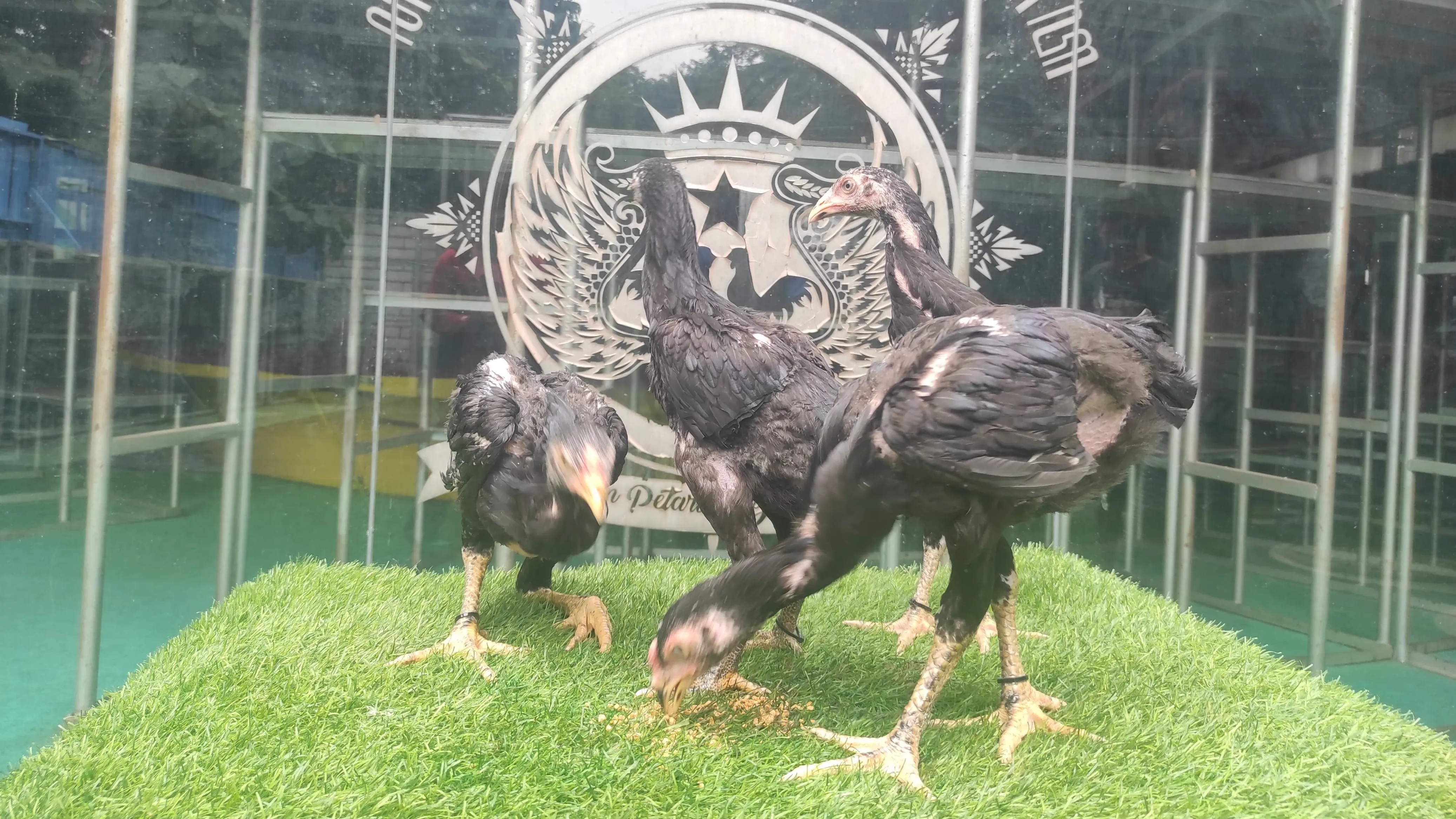4 EKOR 3,5 BULAN BLACK BULL X MANEDAENG 2 JANTAN 2 BETINA (BERVIDIO) SOLD OUT 