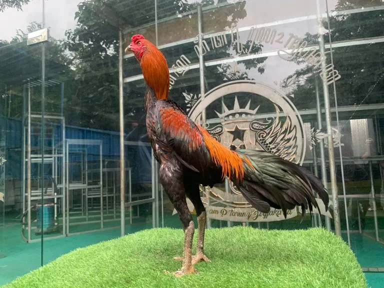 “BELUM LAYAK TEST”F1 HONGDAM (black swan)SPEED DAN CALON VVIP brakot2(BERVIDIO) SOLD OUT 