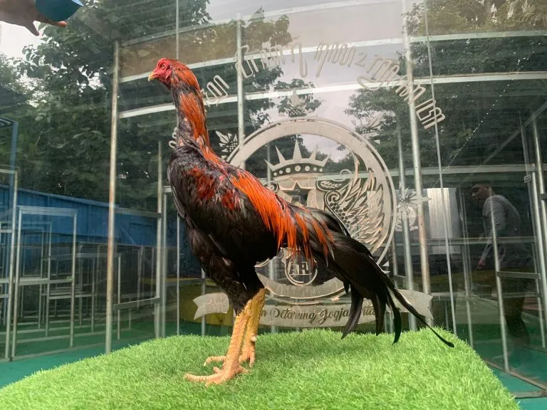 BELUM LAYAK ABAR”ANJING GILA mix BETINA BADAR BESI lock dalam PUKUL BERSIH(BERVIDIO) SOLD OUT 
