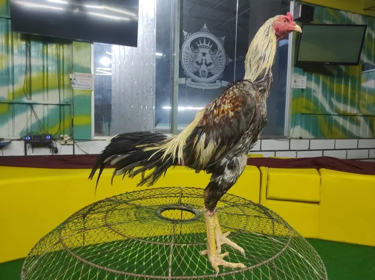 pasca mabung”WIN 3X tinggal lanjut KAOLAN mix PINPHET (KOWSEM GO FARM)(BERVIDIO) SOLD OUT