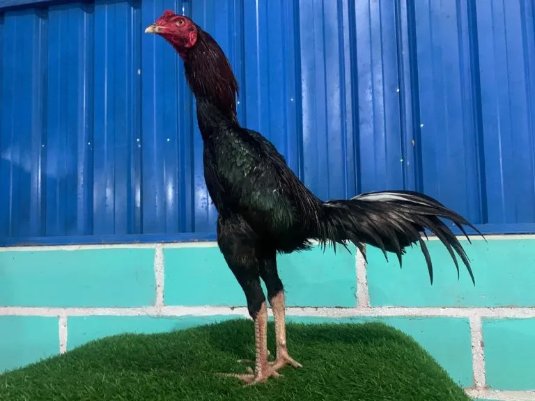 TURUN BOX”VVIP HONGDAM(BLACK SWAN) mix BETINA NEGRO kerja istimewa(BERVIDIO) SOLD OUT 