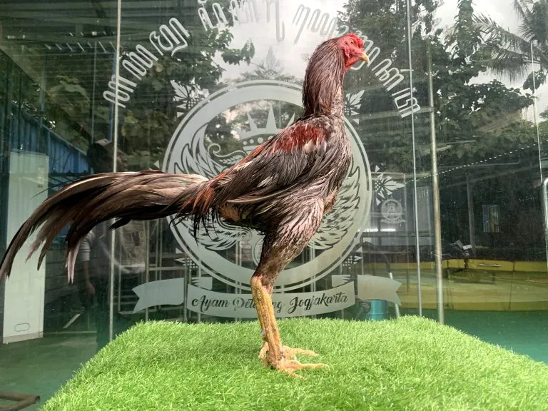 4X TEST LOT “SUPER JALU”F1 SADAM(OLAN FARM) X BETINA PAKU(BK SELATAN)(BERVIDIO) SOLD OUT 